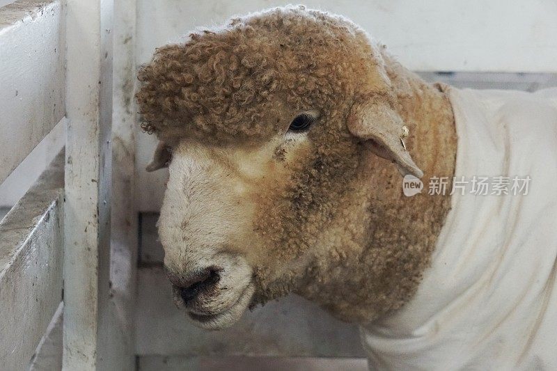 Sheep Wearing Coat Dress White Clothing in Fenced Pen